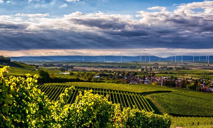 Weinberg in Lonsheim